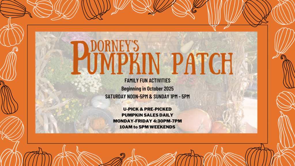 Dorney's Pumpkin Patch, Lawrenceville, Illinois